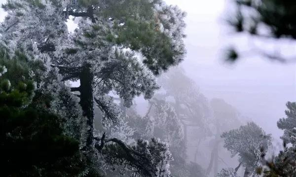 动物帮帮忙保卫家园